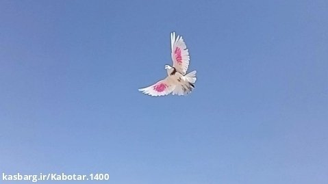 کبوتر تهرانی 