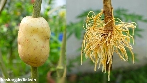 تاثیر سیب زمینی در تکثیر درخت لیمو :: یک روش عالی برای باغبانی