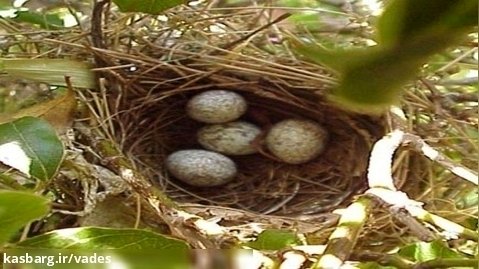 لانه پرنده پیدا کردیم تو باغ مون با 3تا تخم... باید بلبل باشه... فروردین 1402