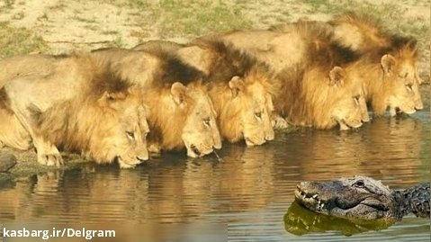 مستند رازبقا - این تمساح دیوانه به شیرها نزدیک شد