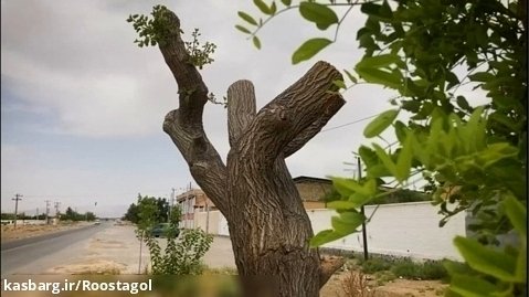 جابجایی و نجات درخت توت 40 ساله (بهار 1402)