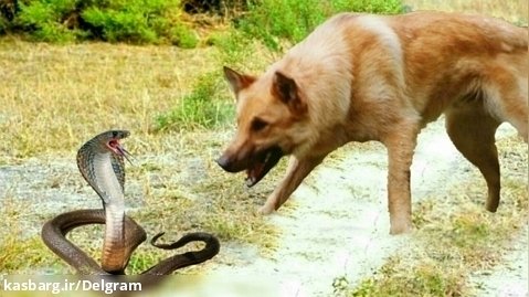 مستند دنیای حیوانات - سگ به شاه مار کبرا نزدیک شد