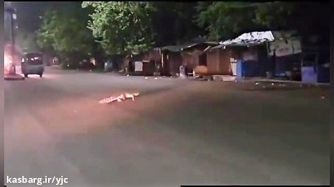 گشت و گذار و پرسه زدن آزادانه یک تمساح در خیابان های هند