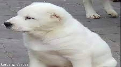 توله سگ سفید بسیار زیبای سرابی دوستم تو روستا... خرداد 1402