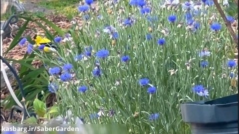 باغبانی با صابر: کشاندن پرنده ها و حشرات گردافشان به باغ