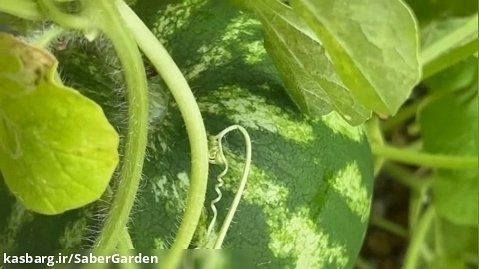 باغبانی با صابر: هندوانه های گلدانی و گشتی در باغ