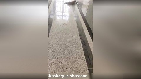 رژه سگ در بیمارستان ایرانمهر سراوان!