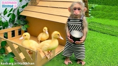 حیوانات: میمون باهوش اما پختن غذا برای اردک ها Celever Monkey