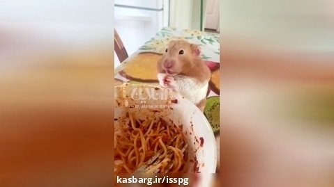 ببینید | ویدیویی پربازدید از اسپاگتی خوردن جالب یک همستر
