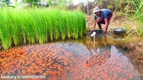 صید تعداد زیادی ماهی کپور ژاپن و ماهی قرمز اورندا در مزرعه