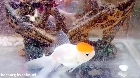 ماهی گلدفیش اوراندای من /مرداد۱۴۰۲