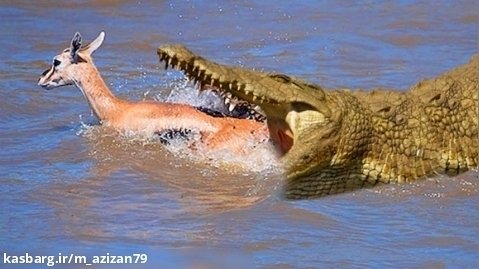 حمله وحشتناک تمساح به آهو/ جنگ حیوانات وحشی / کلیپ نبرد حیوانات