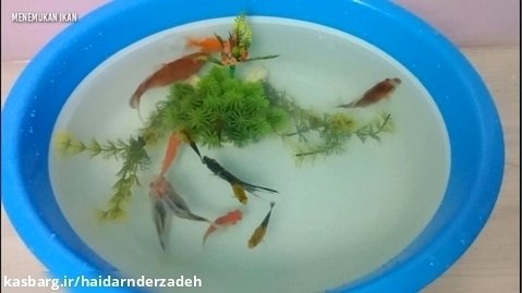 صید ماهی های زینتی رنگا رنگ در حوضچه _ ماهی مولی _