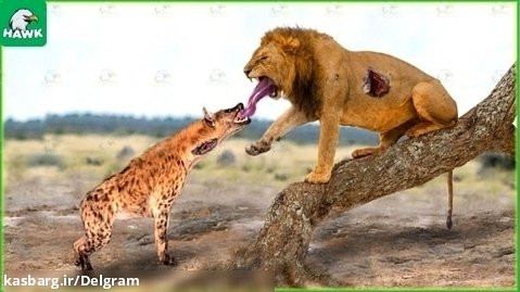 مستند حیات وحش آفریقا - کفتارها برای توله هایشان از شیرها انتقام می گیرند
