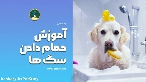 آموزش حمام دادن سگ ها در خانه - مجله پت سانی