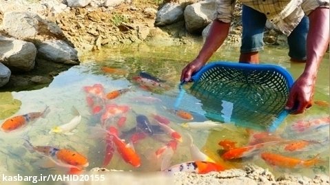 صید ماهی قرمز - بسیاری از ماهی های زیبا را پیدا کنید و بگیرید