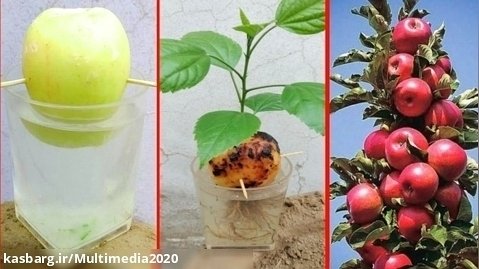 یادگیری کشاورزی || پيوند درخت سیب