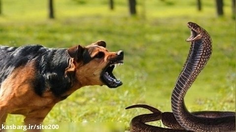 مستند حیوانات | دفاع دیدنی مار پیتون از خود در مقابل سگ | جنگ حیوانات