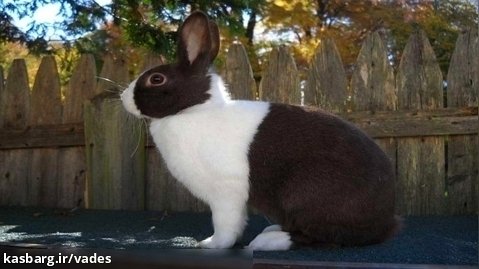 خرگوش زیبای سیاه و سفید همسایه ما... خرداد 1402