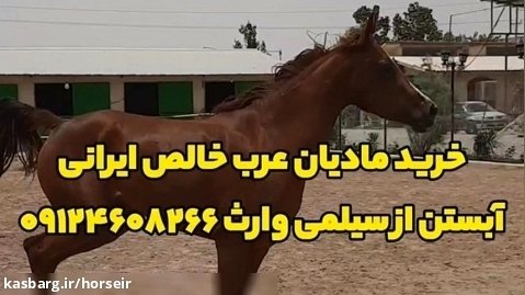 خرید اسب مادیان عرب خالص ایرانی