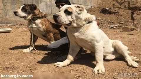 سگ های افغان نر و ماده دوستم بعد زایمان... اردیبهشت 1402