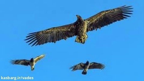 پرواز 3تا عقاب بسیار بزرگ و درشت تو روستای ما برای شکار... آذر 1401