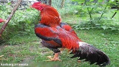 مرغ و خروس لاری زیبای قرمز دوستم برای جوجه کشی...تیر 1402