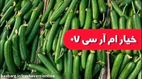 کاشت بذر خیار گلخانه ام آر سی ۰۷